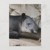 Baird's Tapir Briefkaart (Voorkant)