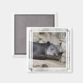 Baird's Tapir Magnet (Voorkant / Achterkant)