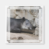 Baird's Tapir Magnet (Voorkant)