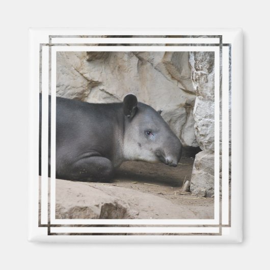 Baird's Tapir Magnet (Voorkant)