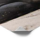 Bairds Tapir Poster (Hoek)