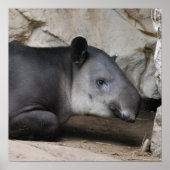 Bairds Tapir Poster (Voorkant)