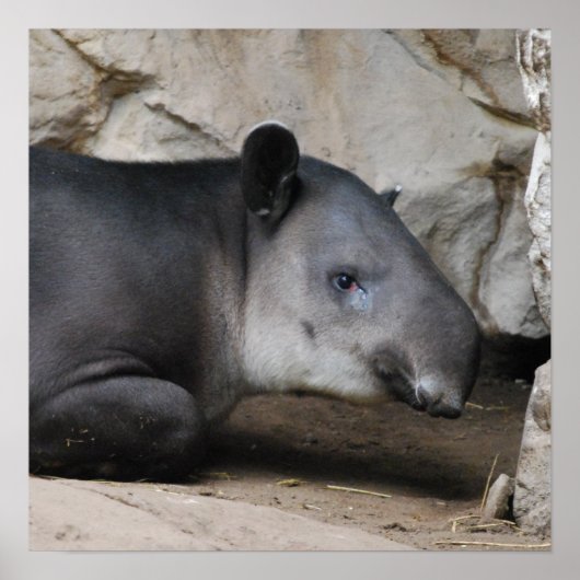 Bairds Tapir Poster (Voorkant)