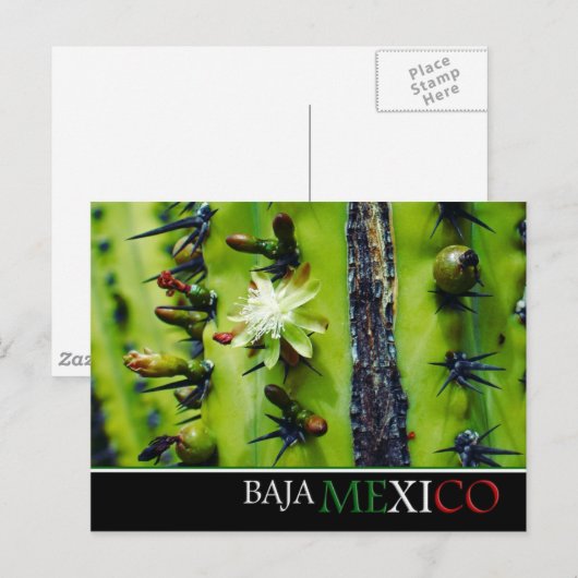 Baja Mexico Briefkaart (Voorkant / Achterkant)