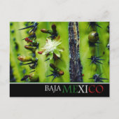 Baja Mexico Briefkaart (Voorkant)