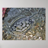 Baja Stingray Poster (Voorkant)