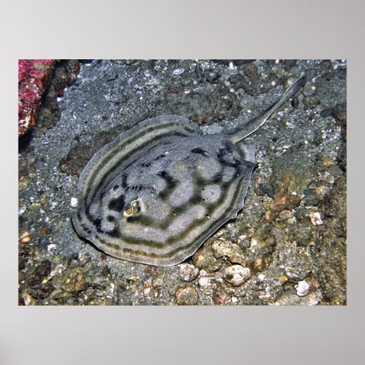 Baja Stingray Poster (Voorkant)