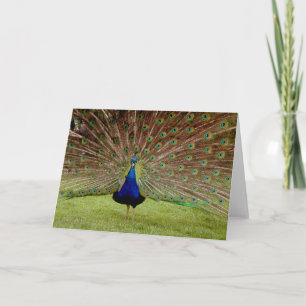 Bak in al uw glorie kaart