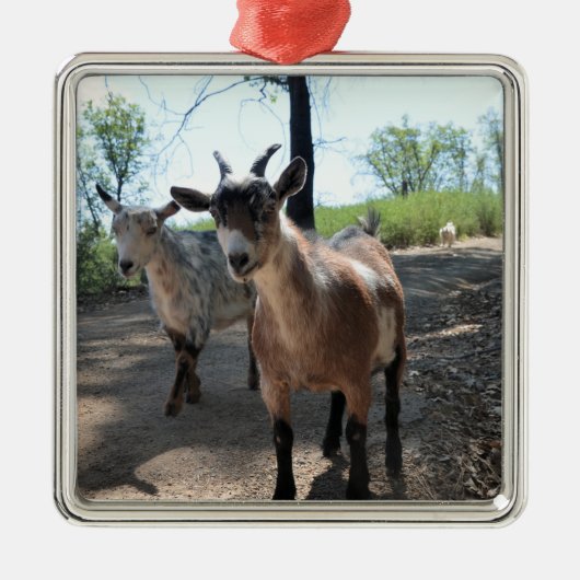 Baka en LuLit, Ornament van Happy Goats (Voorkant)