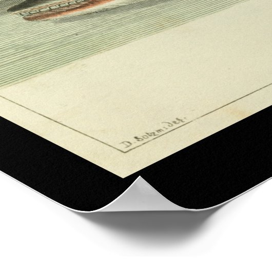  balaena - fin walvis - afdruk poster (Hoek)