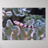 Balanced Lizardfish Poster (Voorkant)