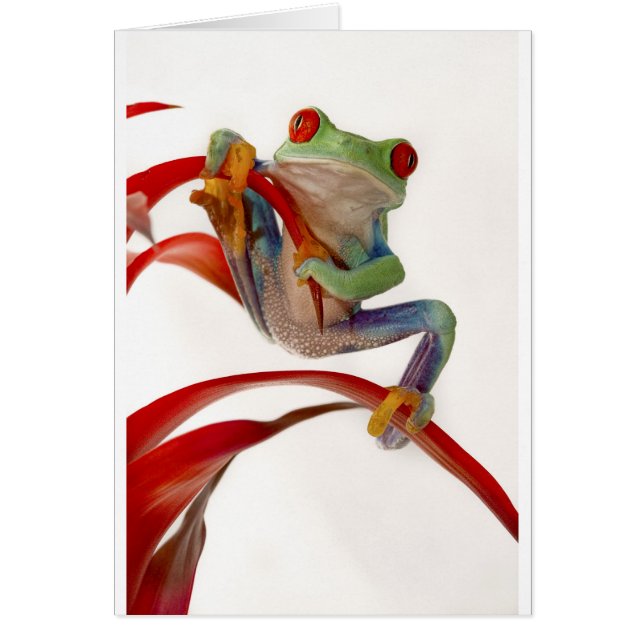 Balanceringswet (Voorkant)