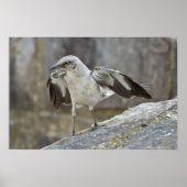 "Balancing Act" Juvenile Mockingbird Poster (Voorkant)