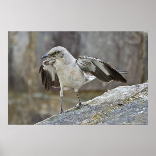 "Balancing Act" Juvenile Mockingbird Poster (Voorkant)