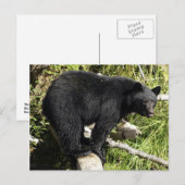 "Balancing Act" Zwart Beer Wildlife Briefkaart (Voorkant / Achterkant)