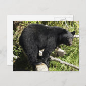 "Balancing Act" Zwart Beer Wildlife Briefkaart (Voorkant / Achterkant)