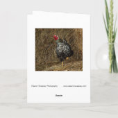 "Balancing" - Barnyard Chicken on One Foot in Hay Kaart (Achterkant)