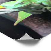 Balancing Frog Poster (Hoek)