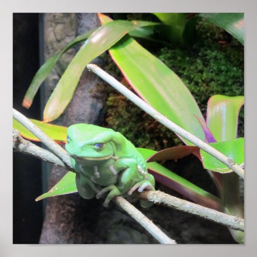 Balancing Frog Poster (Voorkant)