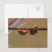Balansend Ladybugs Natuur Fotografie Briefkaart (Voorkant / Achterkant)