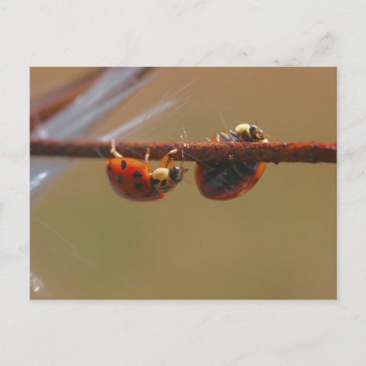 Balansend Ladybugs Natuur Fotografie Briefkaart (Voorkant)