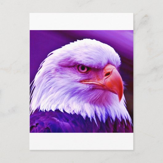 Bald American Eagle Briefkaart (Voorkant)