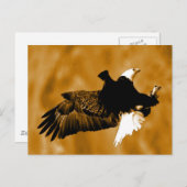 Bald American Eagle Briefkaart (Voorkant / Achterkant)