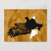 Bald American Eagle Briefkaart (Voorkant)