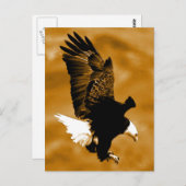 Bald American Eagle Briefkaart (Voorkant / Achterkant)