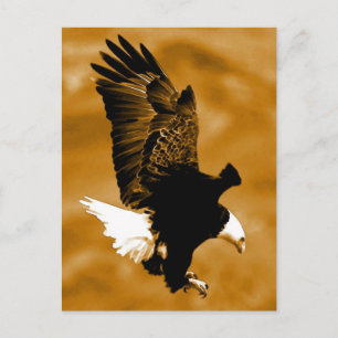 Bald American Eagle Briefkaart