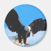 Bald American Eagle Magneet (Voorkant)
