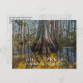Bald Cypress bij Big Cypress National Preserve, FL Briefkaart (Voorkant / Achterkant)