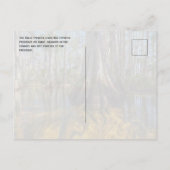 Bald Cypress bij Big Cypress National Preserve, FL Briefkaart (Achterkant)