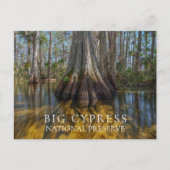 Bald Cypress bij Big Cypress National Preserve, FL Briefkaart (Voorkant)