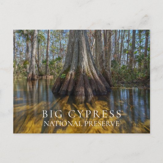 Bald Cypress bij Big Cypress National Preserve, FL Briefkaart (Voorkant)