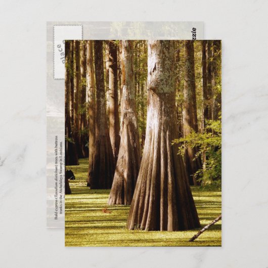 Bald Cypress-bomen met Buttrestrunks Briefkaart (Voorkant / Achterkant)