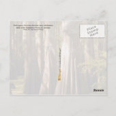 Bald Cypress-bomen met Buttrestrunks Briefkaart (Achterkant)