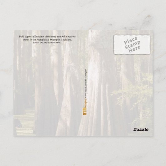 Bald Cypress-bomen met Buttrestrunks Briefkaart (Achterkant)