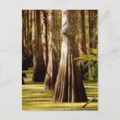Bald Cypress-bomen met Buttrestrunks Briefkaart (Voorkant)