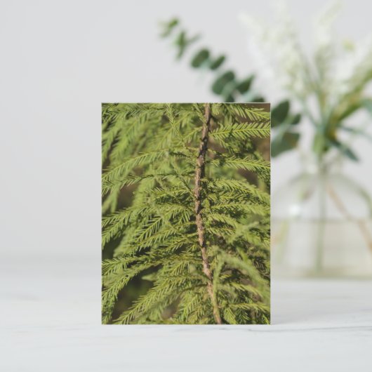Bald Cypress Branch Briefkaart (Staand voorkant)