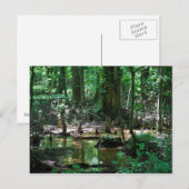 Bald Cypress-briefkaart Briefkaart (Voorkant / Achterkant)