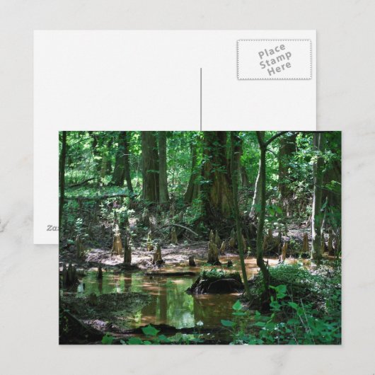 Bald Cypress-briefkaart Briefkaart (Voorkant / Achterkant)