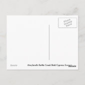 Bald Cypress-briefkaart Briefkaart (Achterkant)