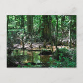 Bald Cypress-briefkaart Briefkaart (Voorkant)