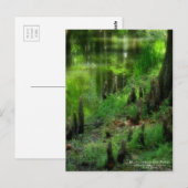 Bald cypress en Pond:Briefkaart Briefkaart (Voorkant / Achterkant)
