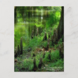 Bald cypress en Pond:Briefkaart Briefkaart