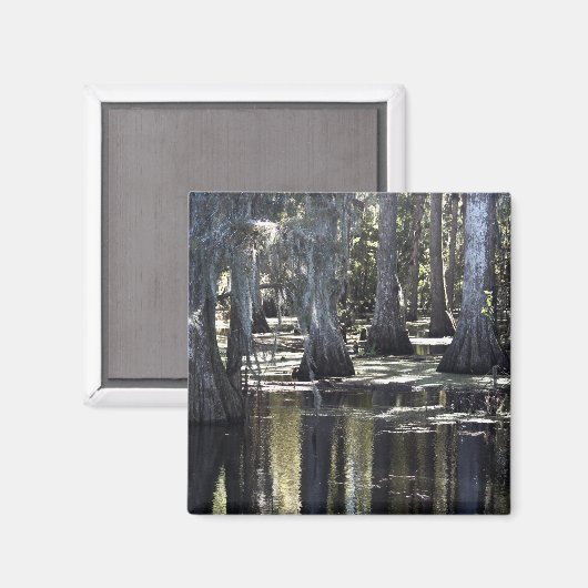 Bald Cypress Magneet (Voorkant / Achterkant)