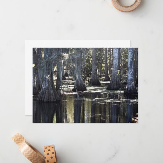 Bald Cypress Notitiekaartje (Voorkant / Achterkant in situ)