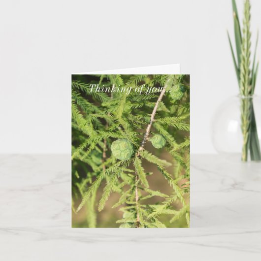 Bald Cypress Seed Cone denking you Kaart (Voorkant)