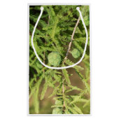 Bald Cypress Seed Cone Klein Cadeauzakje (Achterkant)